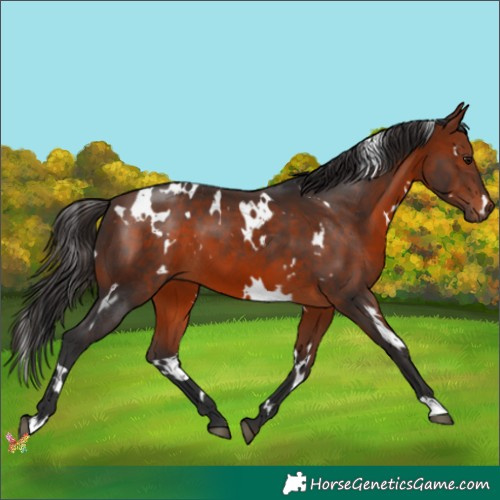Horse Color:White Spotted Bay 