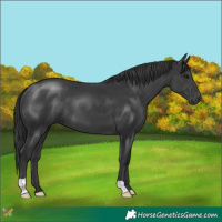Horse Color:Black 