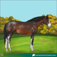 Horse Color:Brown Sabino