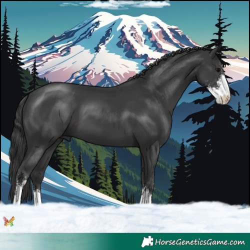 Horse Color:Black Sabino 
