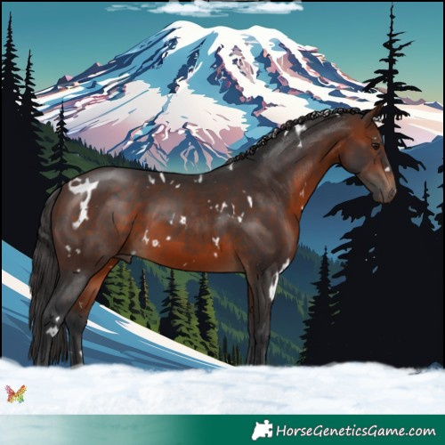 Horse Color:White Spotted Brown 