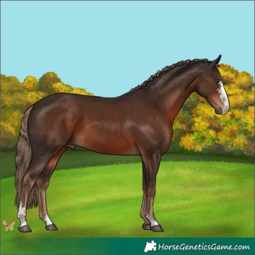 Horse Color:Liver Chestnut Sabino 