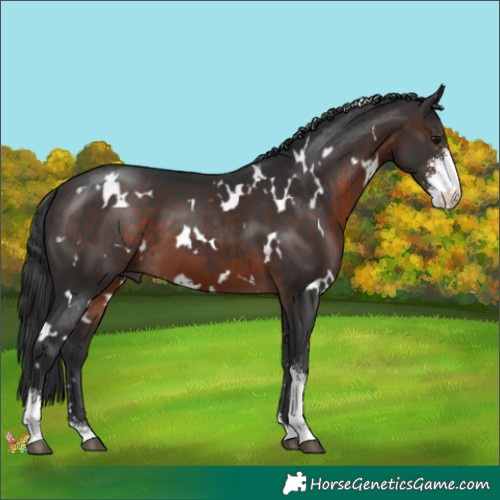 Horse Color:White Spotted Brown Sabino 
