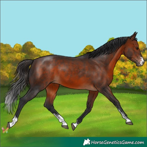 Horse Color:Brown Sabino 