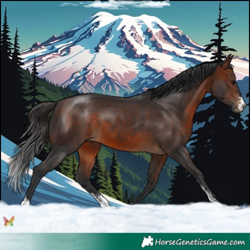 Horse Color:Brown Sabino 