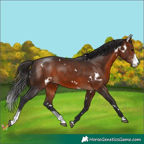 Horse Color:White Spotted Bay Sabino