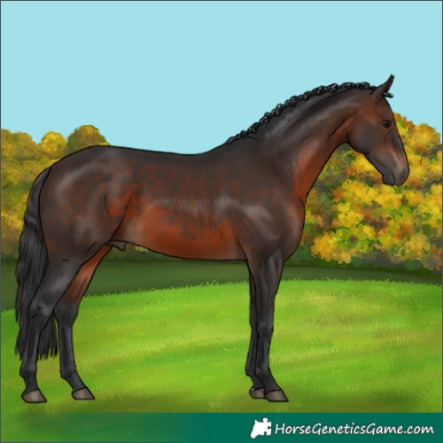 Horse Color:Brown 