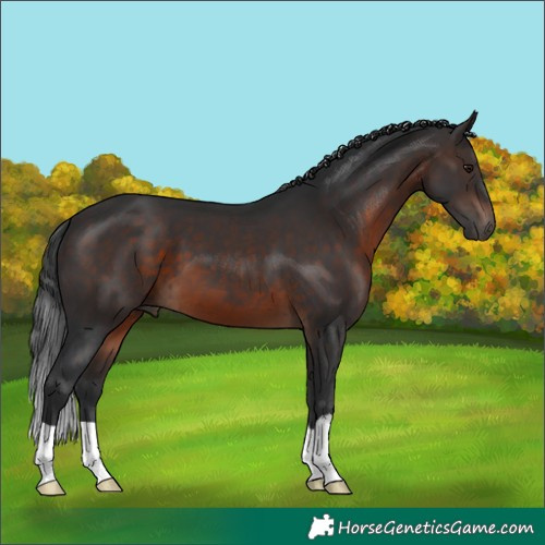 Horse Color:Brown 