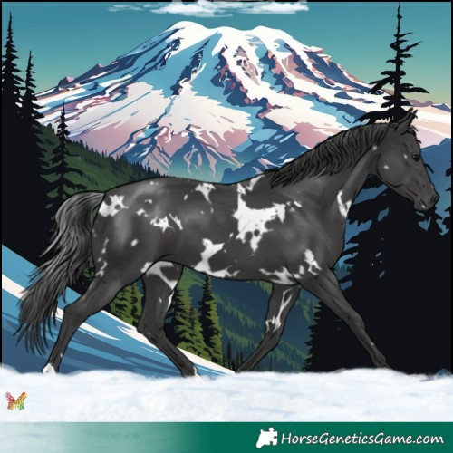 Horse Color:White Spotted Black 