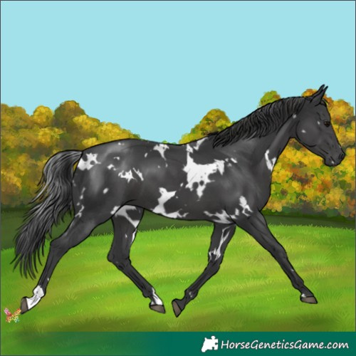 Horse Color:White Spotted Black 