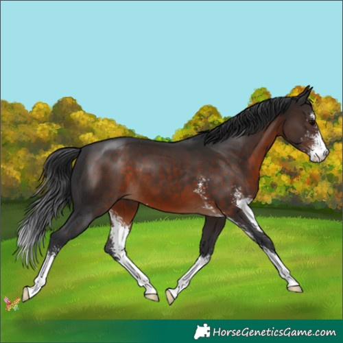 Horse Color:Brown Sabino 