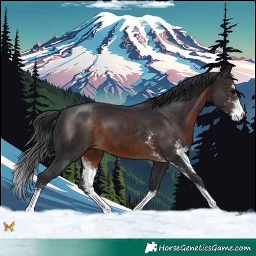 Horse Color:Brown Sabino 