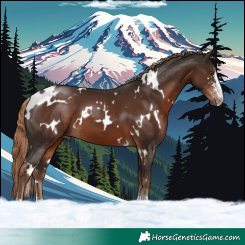 Horse Color:White Spotted Liver Chestnut Sabino 