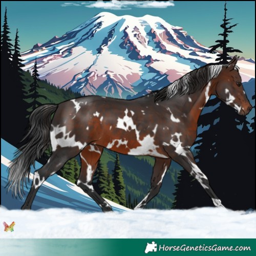 Horse Color:White Spotted Brown 