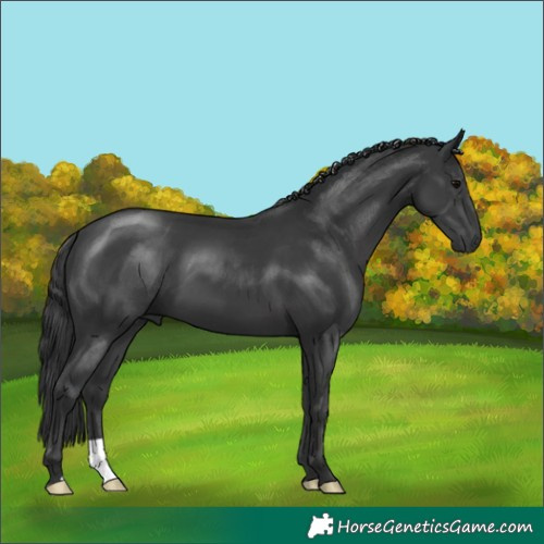 Horse Color:Black 