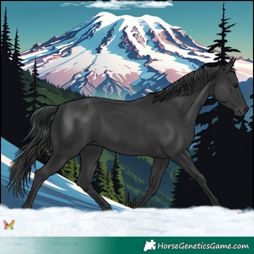 Horse Color:Black 