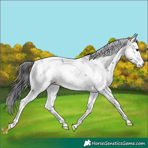 Horse Color:Black Sabino 