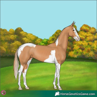 Horse Color:Chestnut Splash Tobiano 