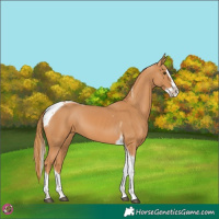Horse Color:Chestnut Splash Tobiano 