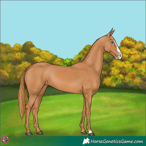Horse Color:Chestnut Splash 