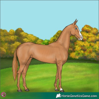 Horse Color:Chestnut Splash 