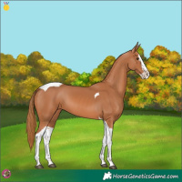 Horse Color:Chestnut Splash Tobiano