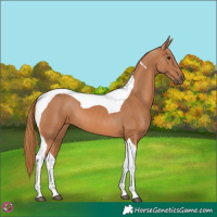 Horse Color:Chestnut Tobiano