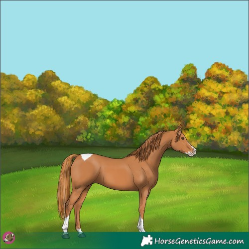 Horse Color:Chestnut Splash Tobiano