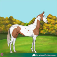 Horse Color:Chestnut Splash Tobiano 