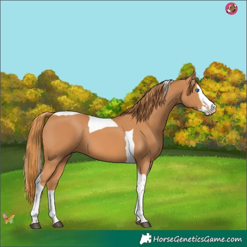 Horse Color:Chestnut Splash Tobiano 