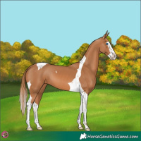 Horse Color:Chestnut Splash Tobiano