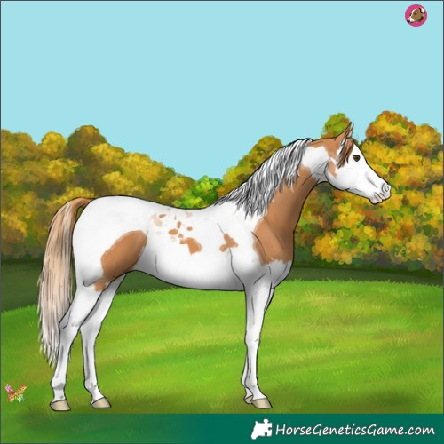 Horse Color:Chestnut Splash Tobiano 