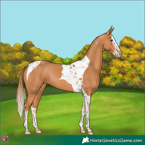 Horse Color:Chestnut Splash Tobiano 
