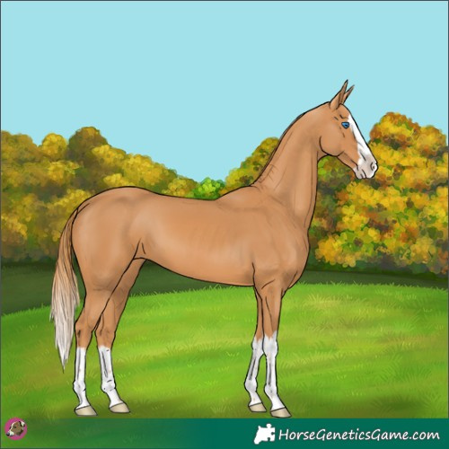 Horse Color:Chestnut Splash 