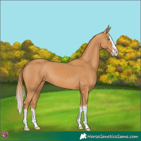 Horse Color:Chestnut Splash 