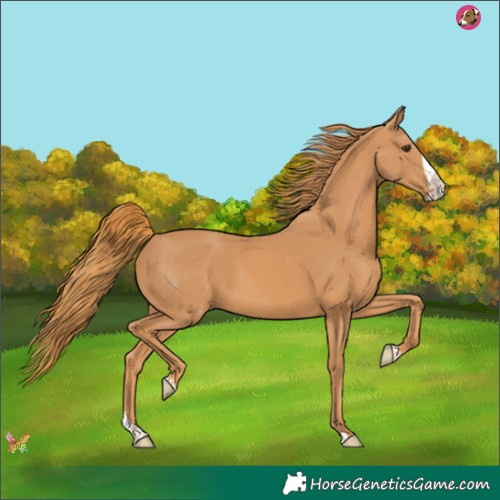 Horse Color:Chestnut Splash 