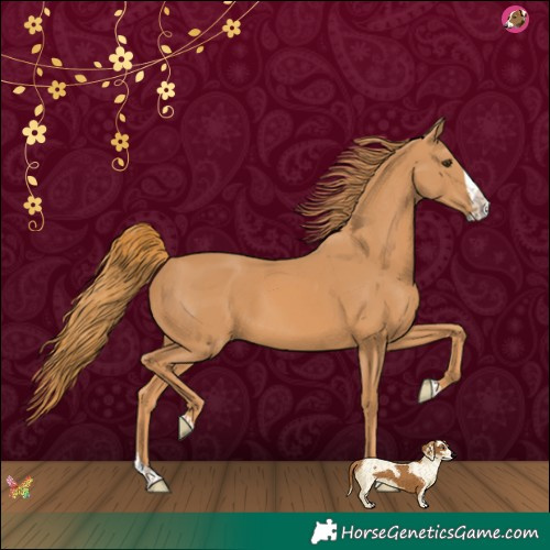 Horse Color:Chestnut Splash 