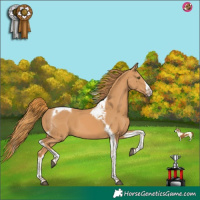 Horse Color:Chestnut Splash Tobiano
