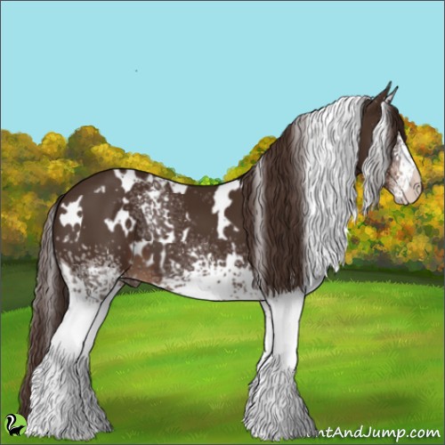 Horse Color:White Spotted Liver Chestnut 