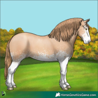 Horse Color:White Spotted Gold Champagne 