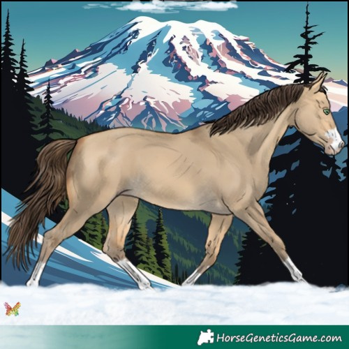 Horse Color:Amber Cream Champagne Dun 