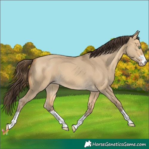 Horse Color:Amber Cream Champagne Dun 