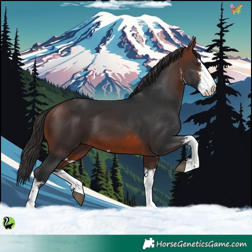 Horse Color:White Spotted Brown 