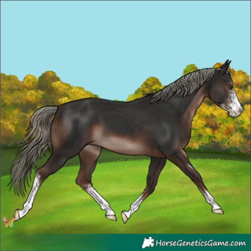 Horse Color:Liver Chestnut Mushroom Sabino 