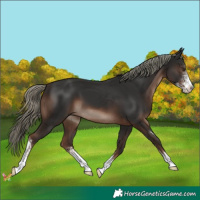 Horse Color:Liver Chestnut Mushroom Sabino