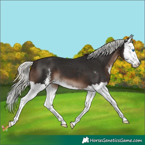 Horse Color:Liver Chestnut Mushroom Sabino Splash
