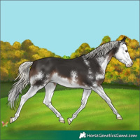 Horse Color:Liver Chestnut Mushroom Sabino Splash