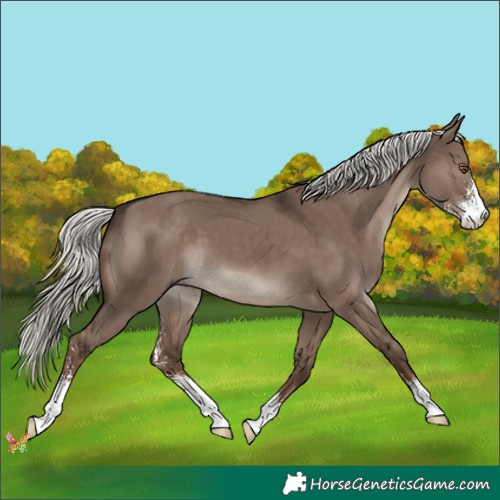 Horse Color:Liver Red Dun Mushroom Sabino 