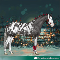 Horse Color:Liver Chestnut Mushroom Sabino Splash Appaloosa