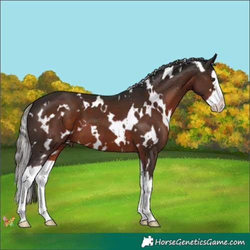 Horse Color:White Spotted Liver Chestnut Mushroom Splash 